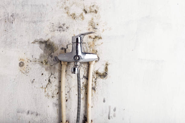 Best Mold Remediation for Specific Building Types in New Buffalo, MI