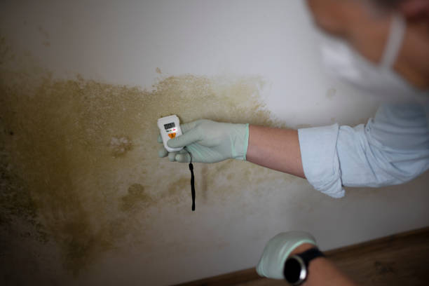Best White Mold Remediation in New Buffalo, MI