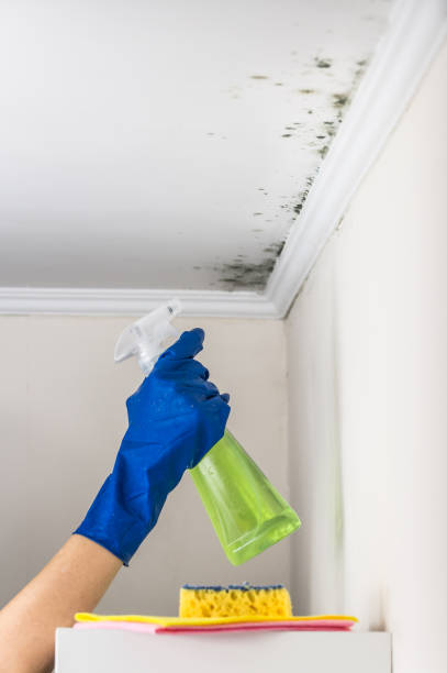Best Basement Mold Remediation in New Buffalo, MI